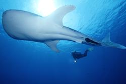 Maldives dive holiday - whale shark